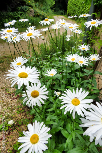 A bed of Leucanthemum flowers alongside a French rural pathway 