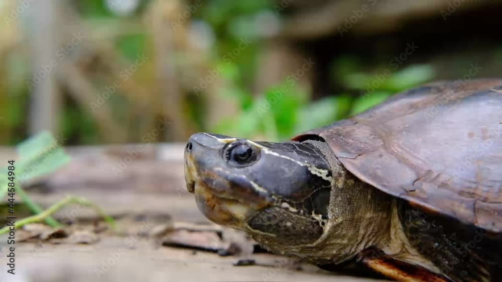turtle moving slowly and showing head. Turtle, tortoise profile shell turtle moving slowly and showing head. Turtle, tortoise profile shell