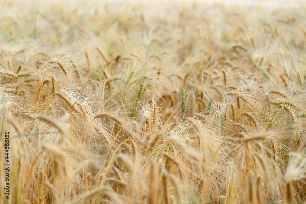 Fototapeta premium Weizenfeld