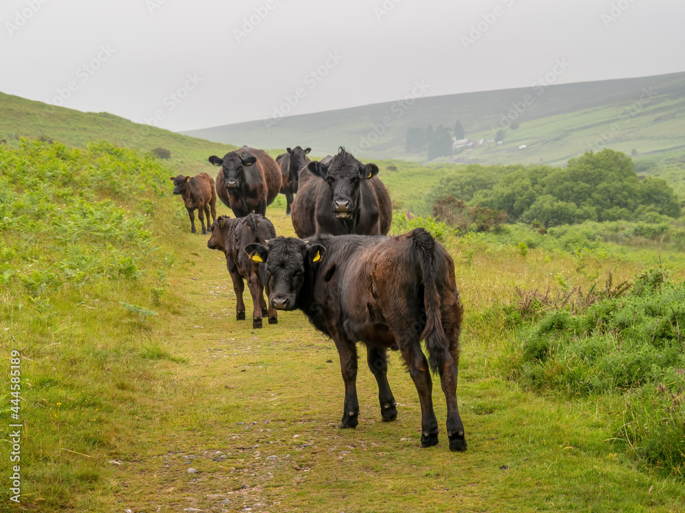Obraz premium Black red cows and calves on Dartmoor - Welsh black breed.