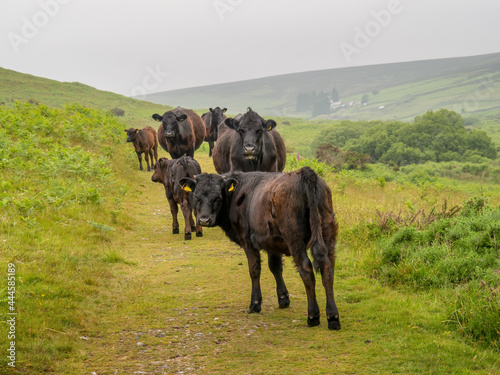 Black red cows and calves on Dartmoor - Welsh black breed.