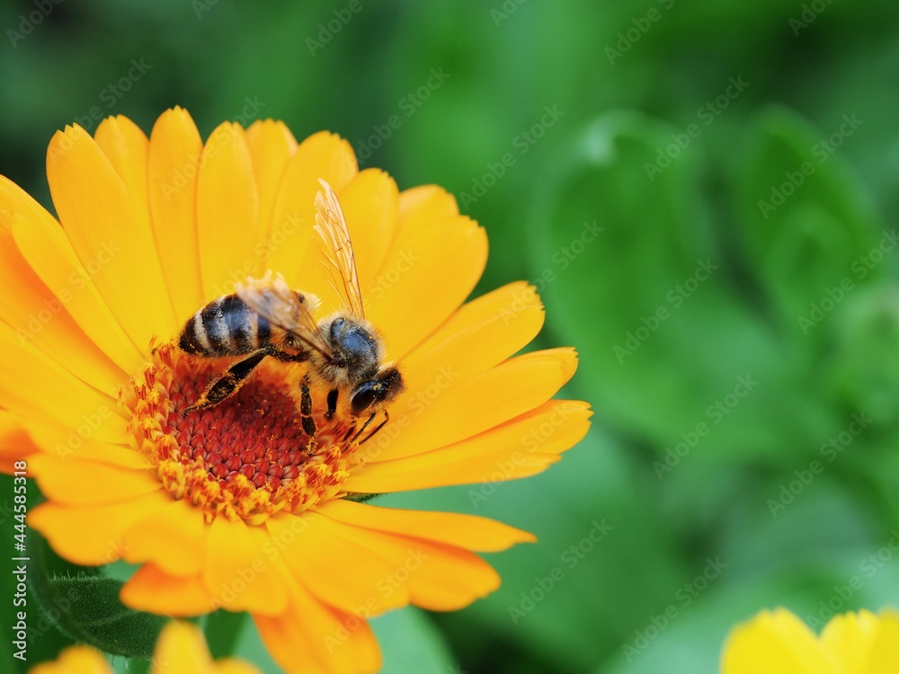 Honigbiene sitzt auf einer großen gelben Blüte vor grünem unscharfem Hintergrund Honigbiene sitzt auf einer großen gelben Blüte vor grünem unscharfem Hintergrund