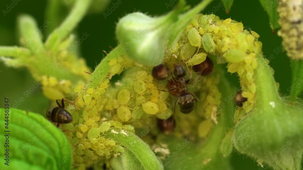 Colony of aphids farmed by ants.Massive infestation of raspberry plant