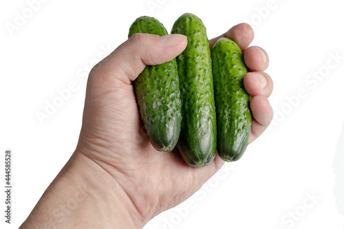 Fresh green cucumbers in hand, isolated on the white
