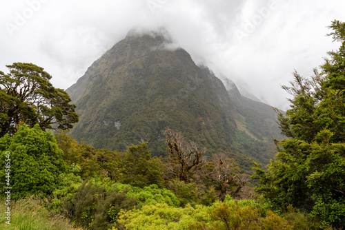 Impressive rainforest and mountains surrounded by beautiful clouds  Milford Sound highway  New Zealand