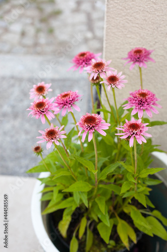 Pink Echinacea purpurea Butterfly Kisses in a pot on the terrace - beautiful bee friendly perrenial Coneflowers