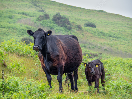 Bild auf Leinwand Black red cow with calf on Dartmoor. Welsh black breed.