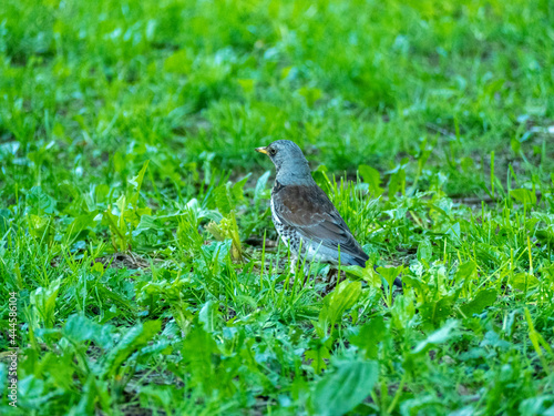 Close-up of a bird, a blackbird, a mountain ash walking on the green grass in the summer in the park. Songbird © Sergey