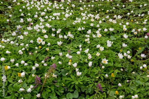 white flowers in the forest