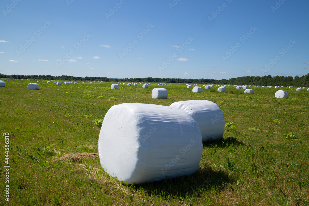 Harvesting hay for cattle.Rollers with hay on the field. Harvesting hay for cattle.Rollers with hay on the field.