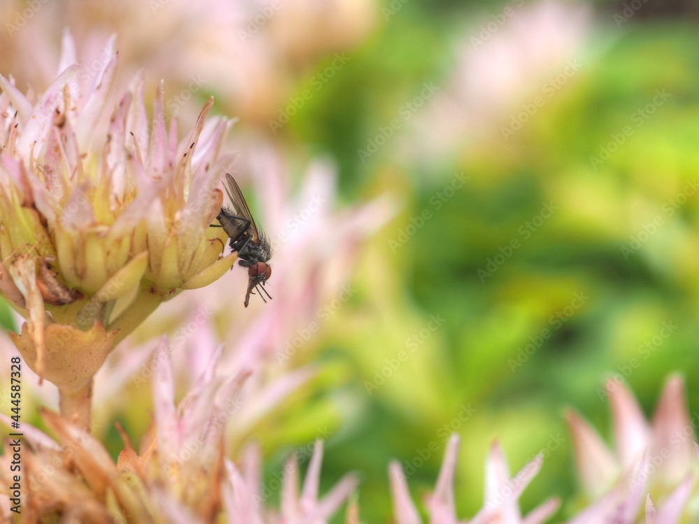 Fototapeta premium Insekt auf Blume
