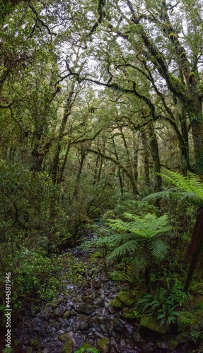 Beautiful rainforest at Milford Sound, New Zealand