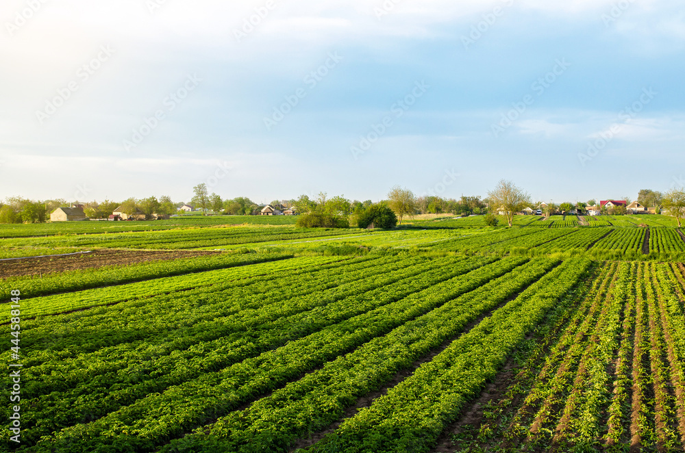 A beautiful view of countryside landscape of the potato fields of southern Ukraine. Agroindustry and agribusiness. Organic farming. Harvesting the first potato planting. Agriculture and agro industry