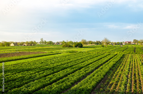 A beautiful view of countryside landscape of the potato fields of southern Ukraine. Agroindustry and agribusiness. Organic farming. Harvesting the first potato planting. Agriculture and agro industry