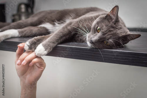 Woman's hand and gray cat close-up. Love for cats concept