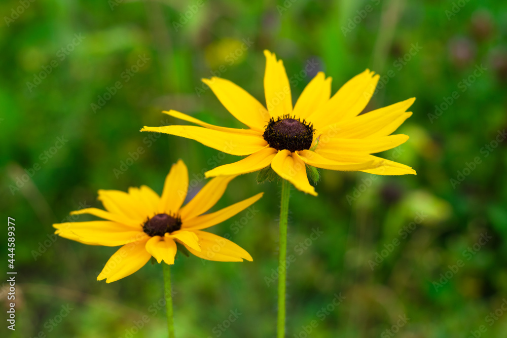 yellow summer flowers on a green background. Beautiful flowers. yellow summer flowers on a green background. Beautiful flowers.