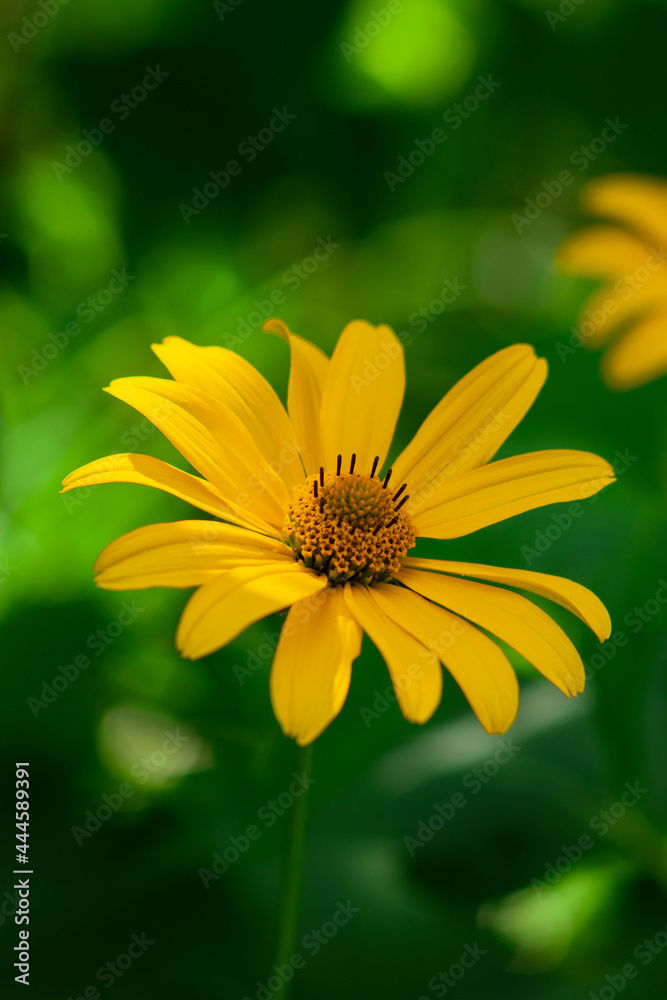 yellow summer flower on a green background. Beautiful flower. yellow summer flower on a green background. Beautiful flower.
