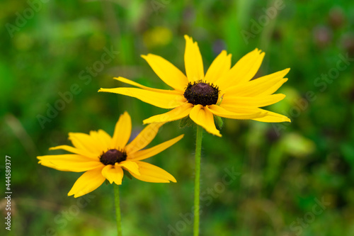yellow summer flowers on a green background. Beautiful flowers.