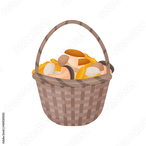 A bright autumn illustration with the image of edible mushrooms collected in a basket. The harvested crop of mushrooms. A basket of mushrooms.Vector illustration isolated on a white background