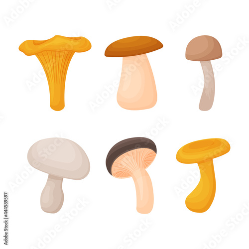 A summer set consisting of various edible mushrooms. Forest mushrooms. Vector illustration isolated on a white background