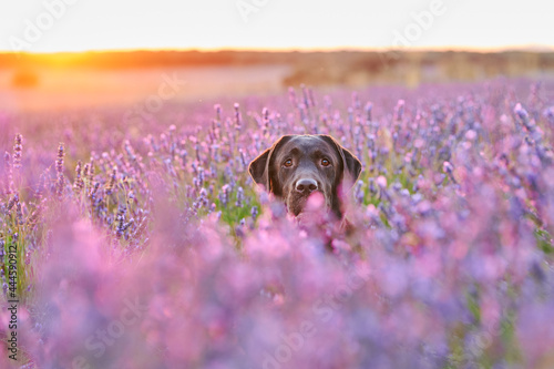 portrait of labrador retriever dog in a field of lavender blossom in a warm sunset