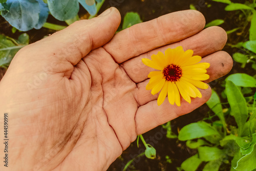 an old man's hand holds a flower