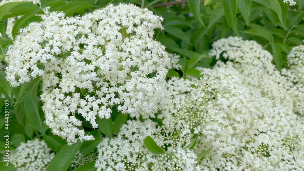 Beautiful white blooms of elder Beautiful white blooms of elder