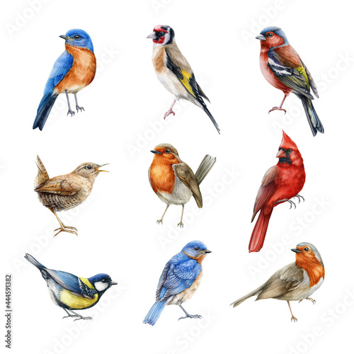 Valokuvatapetti Bird set watercolor illustration