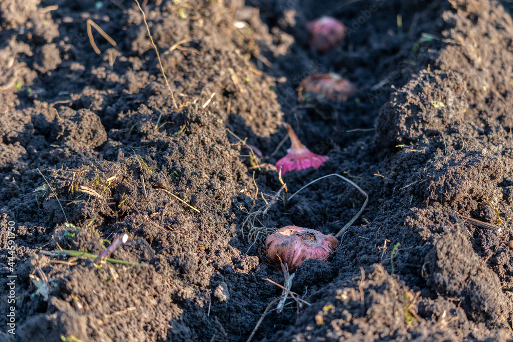 planting gladiolus bulbs in the garden planting gladiolus bulbs in the garden
