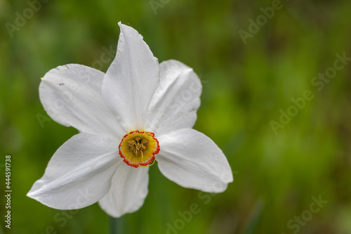 blooming white daffodil in spring close-up