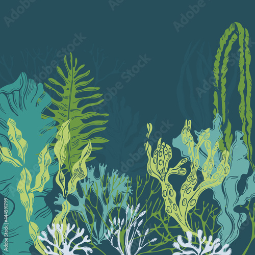 Edible  algae. Vector background.