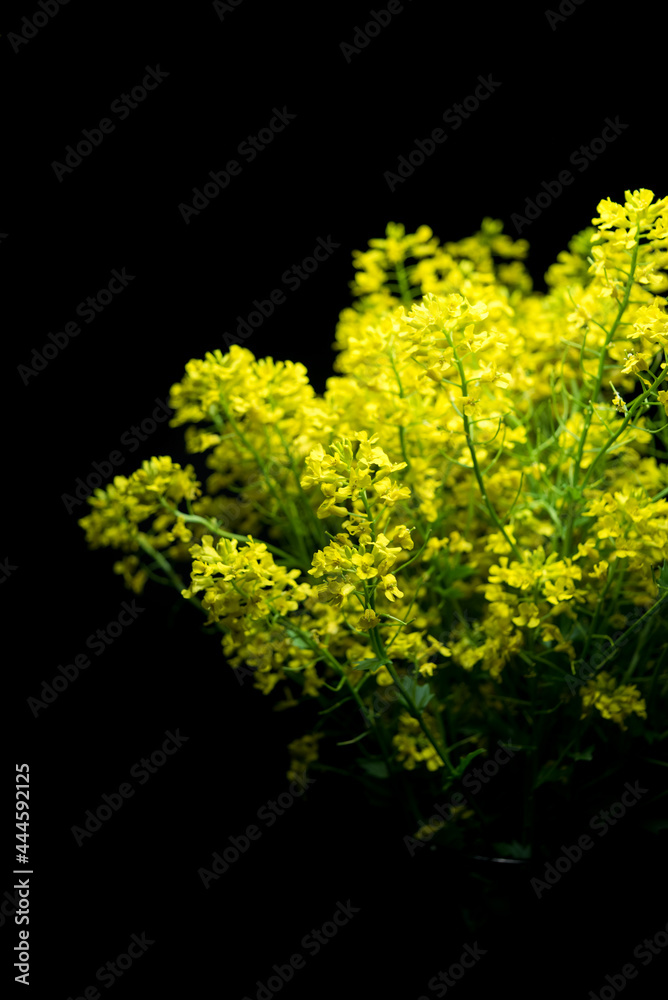 Obraz premium bright yellow rapeseed flowers blooming on black background isolate