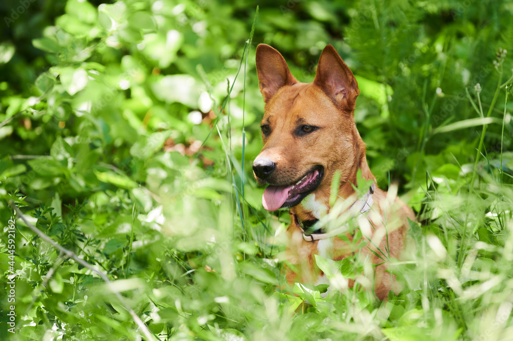 portrait of tan mongrel dog surrounded by bright green vegetation