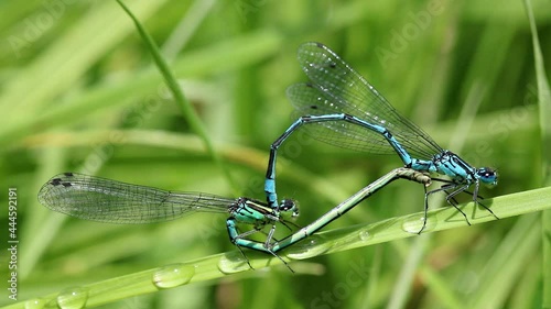Male and female Azure damselflies mating. Scientific name, Coenagrion puella. Damselflies are attacked by another damselfly. Males tail has unusual extra markings which are rare.  photo
