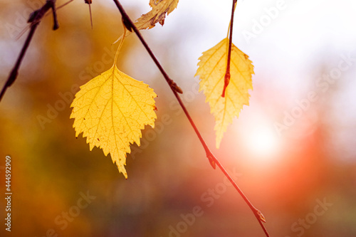 Autumn background with colorful birch leaves on a blurred background