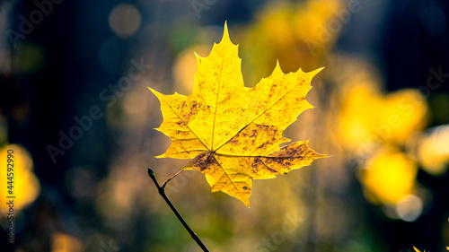 Yellow maple leaf in the forest on a dark autumn background. Autumn forest