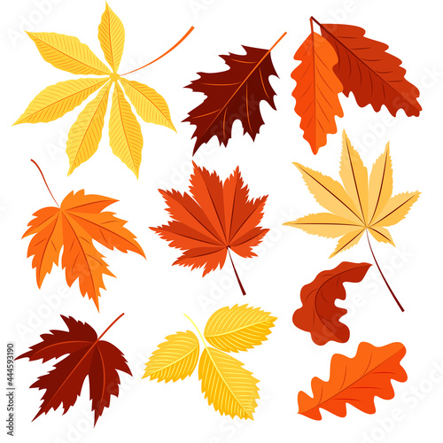 Vector set of autumn leaves isolated on a white background