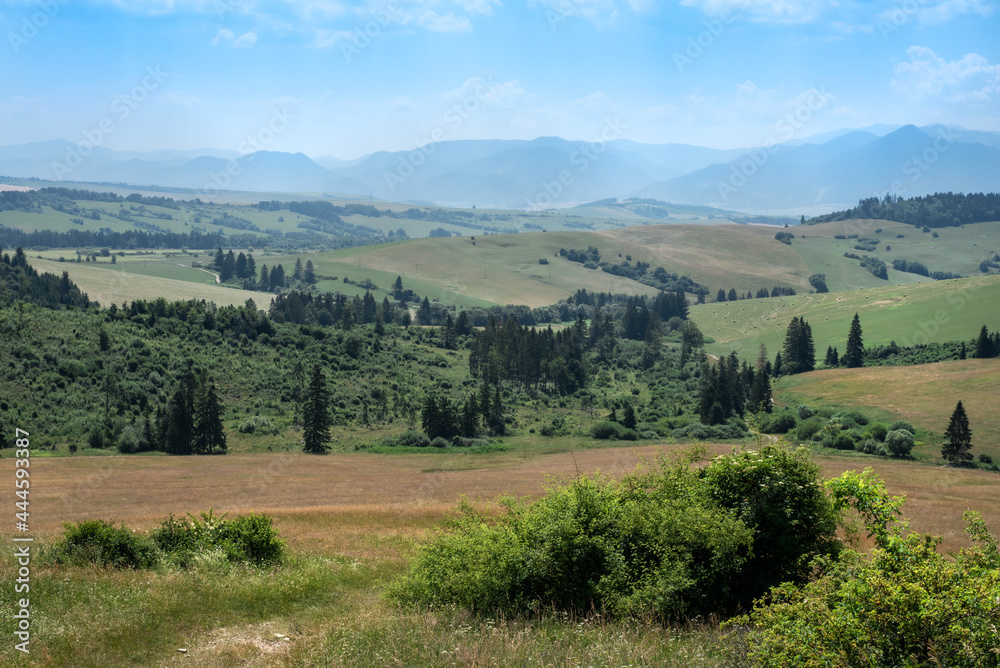 Summer grassy landscape in the foothills. 