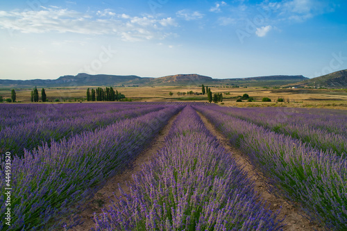 campos de lavanda en moratalla Murcia