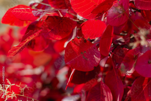 red autumn leaves