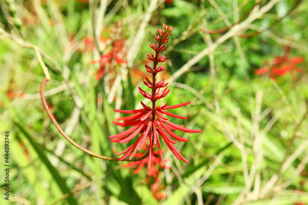 Coral bean or Erythrina herbacea Florida native unique red color wildflower shrub blooms in spring have bean seeds green Coral bean or Erythrina herbacea Florida native unique red color wildflower shrub blooms in spring have bean seeds green