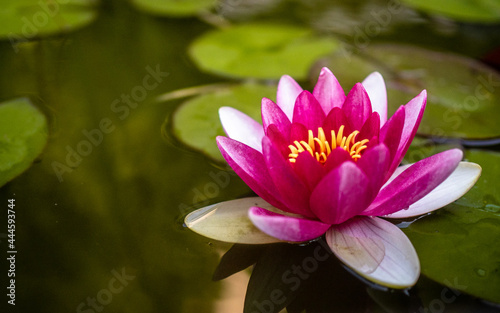 Lilia wodna na jeziorze  r    owy kwiat  zielone li  cie na wodzie 