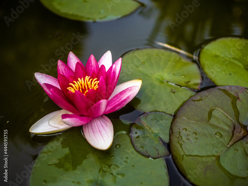 Lilia wodna na jeziorze różowy kwiat zielonej wody na wodzie