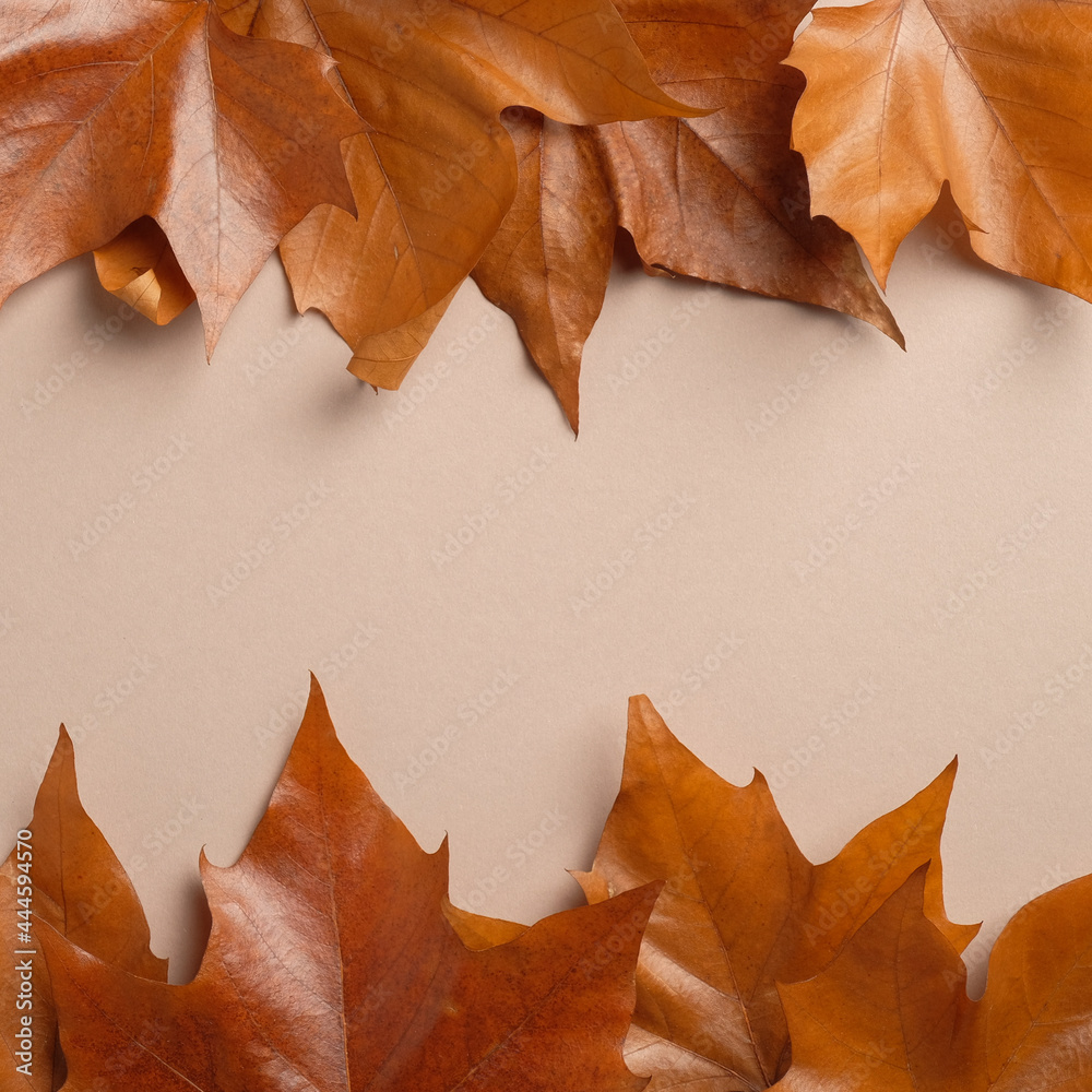 Frame made of brown maple leaves. Autumb background. Creative flat lay composition, top view.
