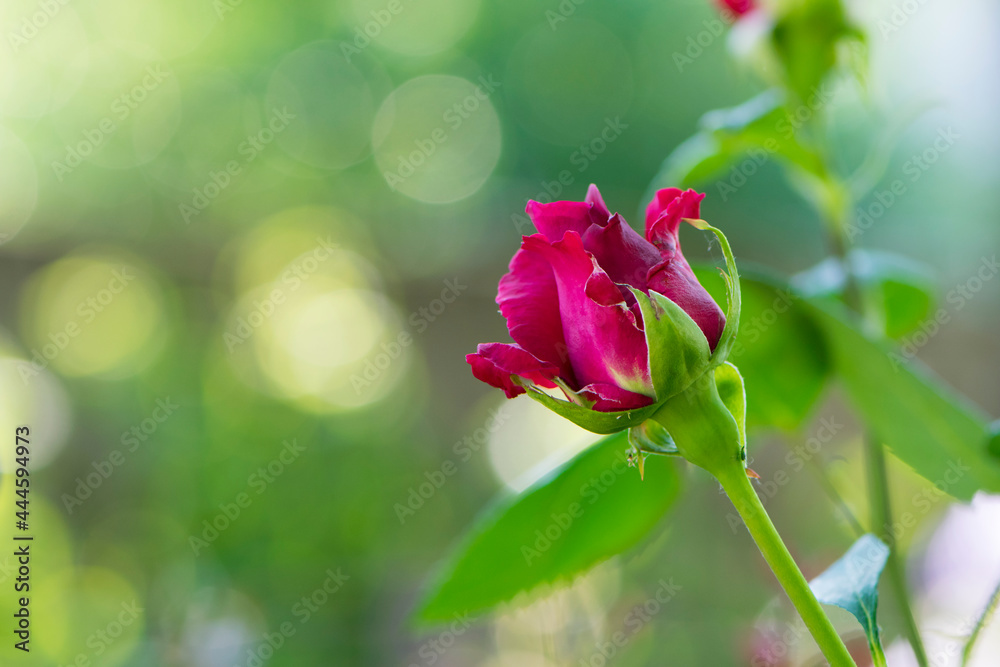 Obraz premium Red Rose Bud. New rose bud. Young graceful spray rose. A small bud of a blooming flower. magic garden. Natural background. beautiful flower, on a flowerbed, close-up. space for text