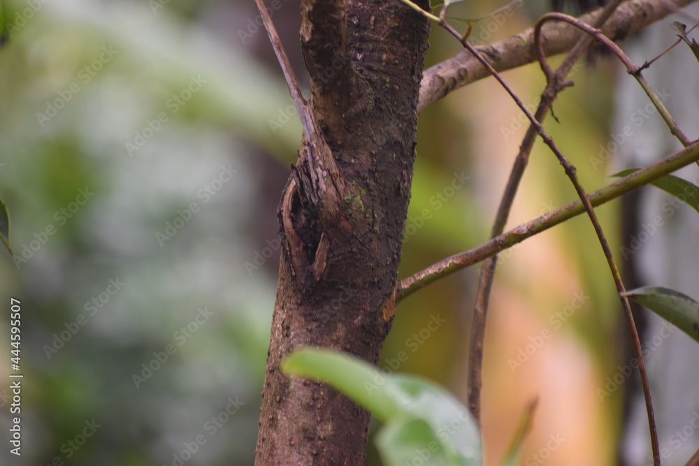 branches on the tree, providing support to the beautiful green leaves branches on the tree, providing support to the beautiful green leaves