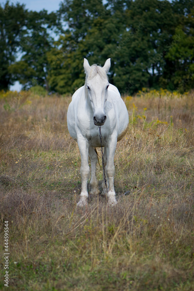 Obraz premium beautiful white horse on dry grass in the field. Arabian horse, front view, white horse stands in an agriculture field with dry grass in sunny weather. strong, hardy and fast animal.