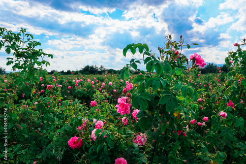 Bulgaria, rose plantation valley. Rosa damascena farm, rosebush.