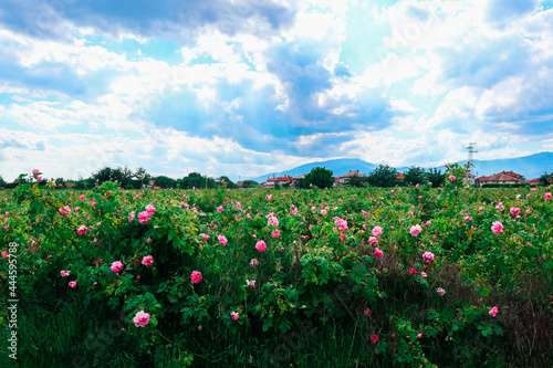 Bulgaria, rose plantation valley. Rosa damascena farm, rosebush.