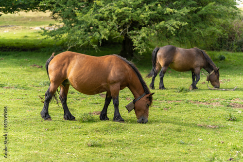 Horses grazing in Urbasa mountains (Navarra, Spain).